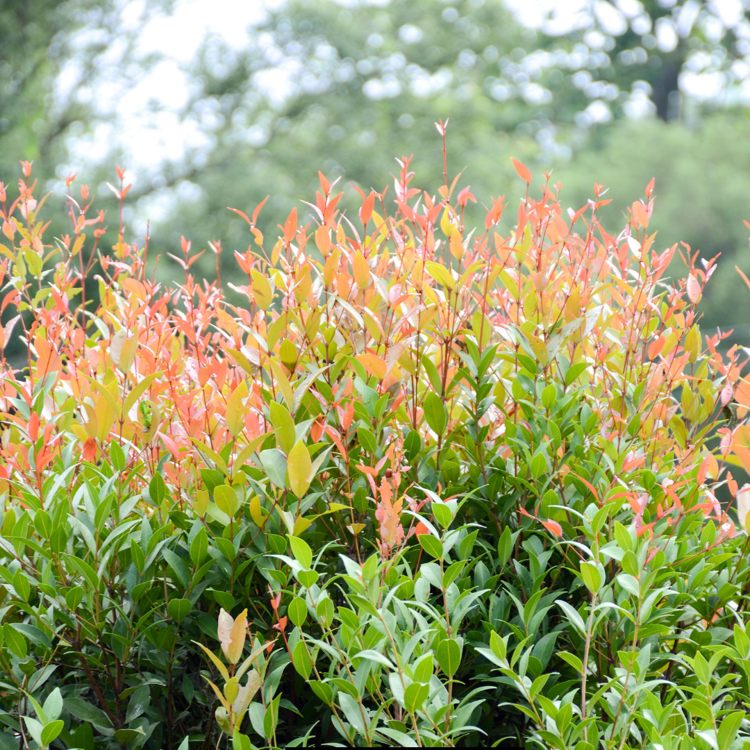 Syzygium myrtifolium ★ EUGENIA