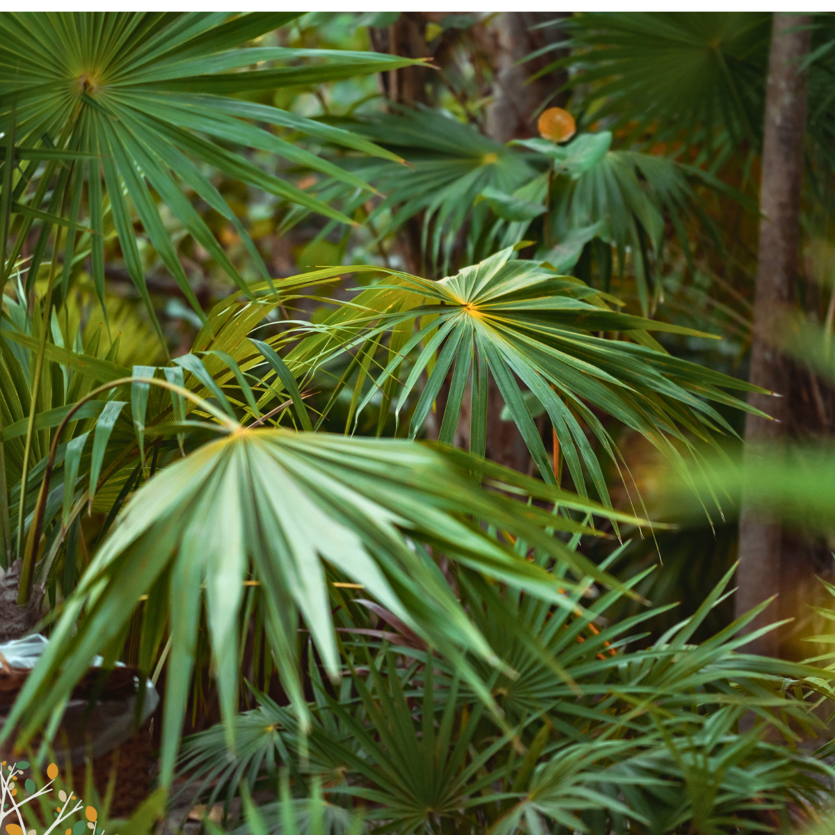 Thrinax radiata ★ DANCING LADY PALM