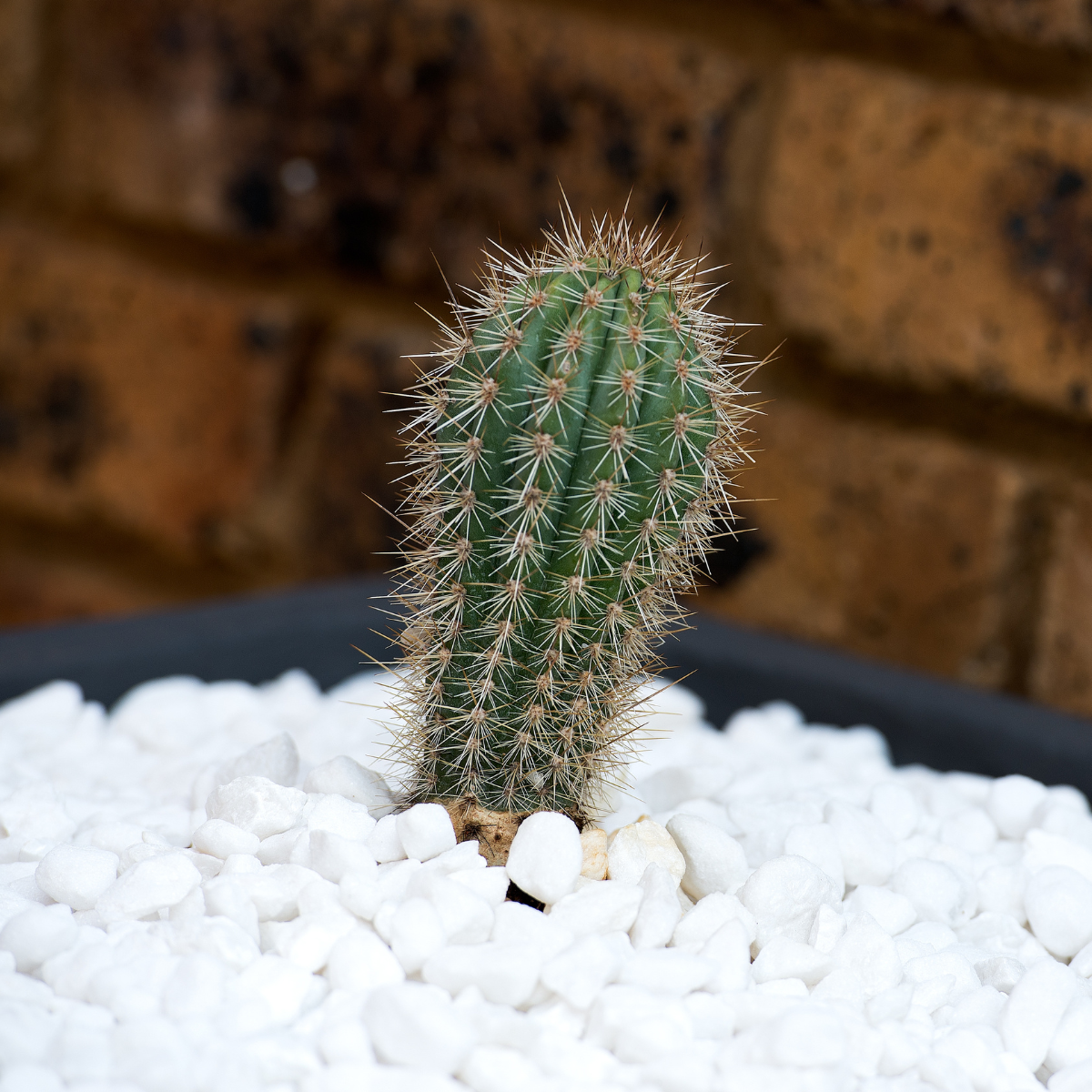 White Decorative Gravel