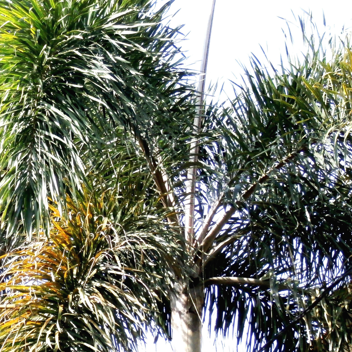 Wodyetia bifurcatum ★ FOXTAIL PALM