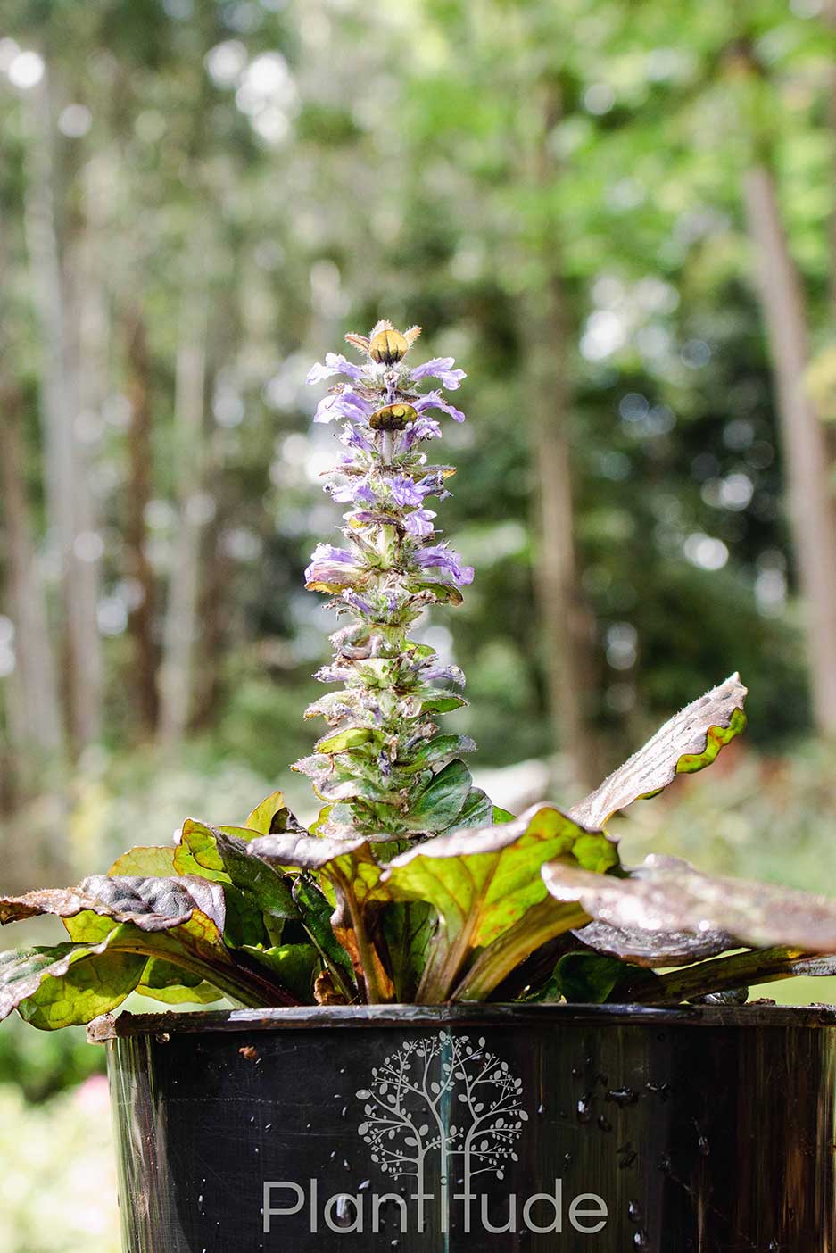 Ajuga reptans ★ BUGLEHERB