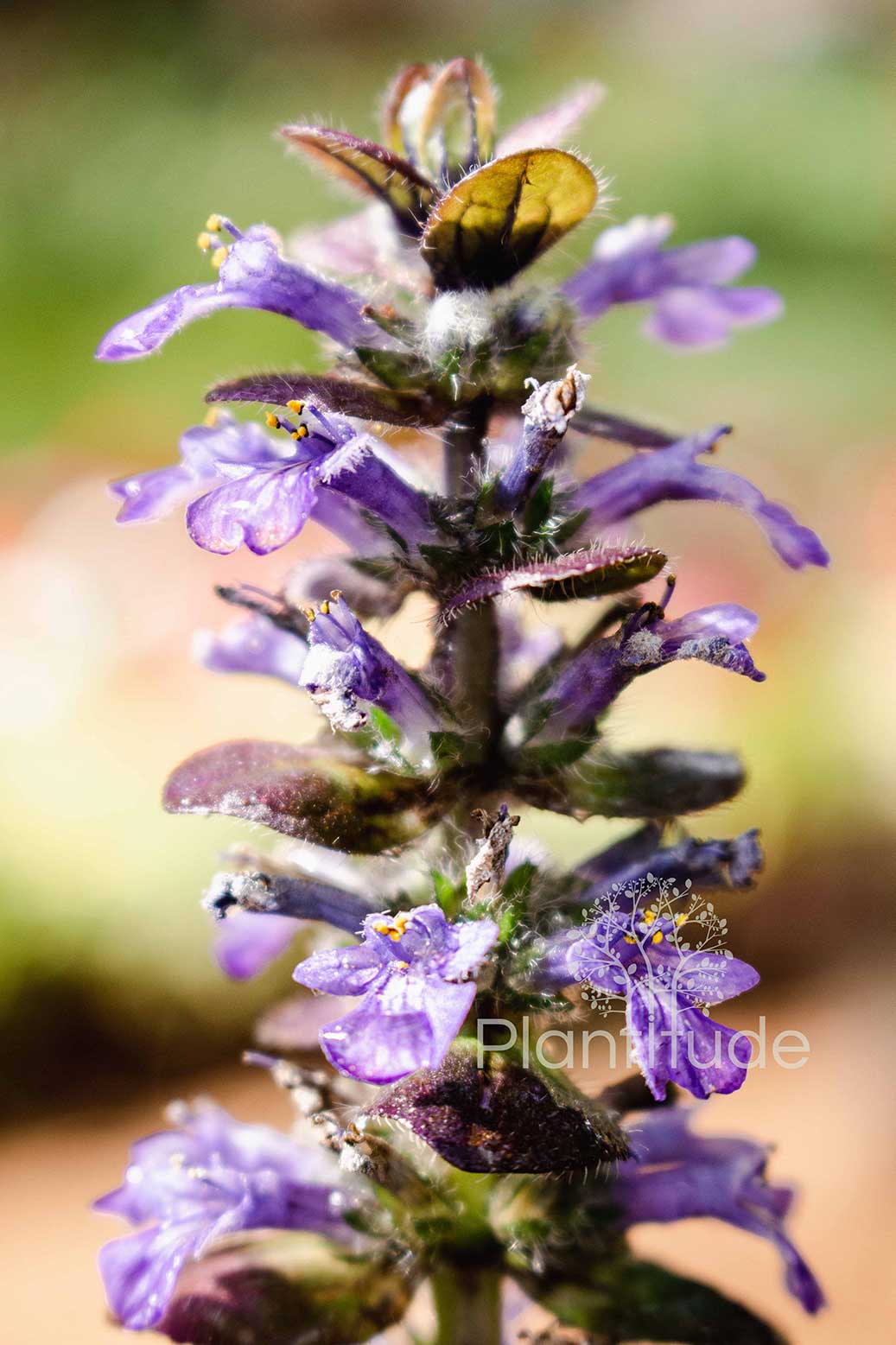 Ajuga reptans ★ BUGLEHERB