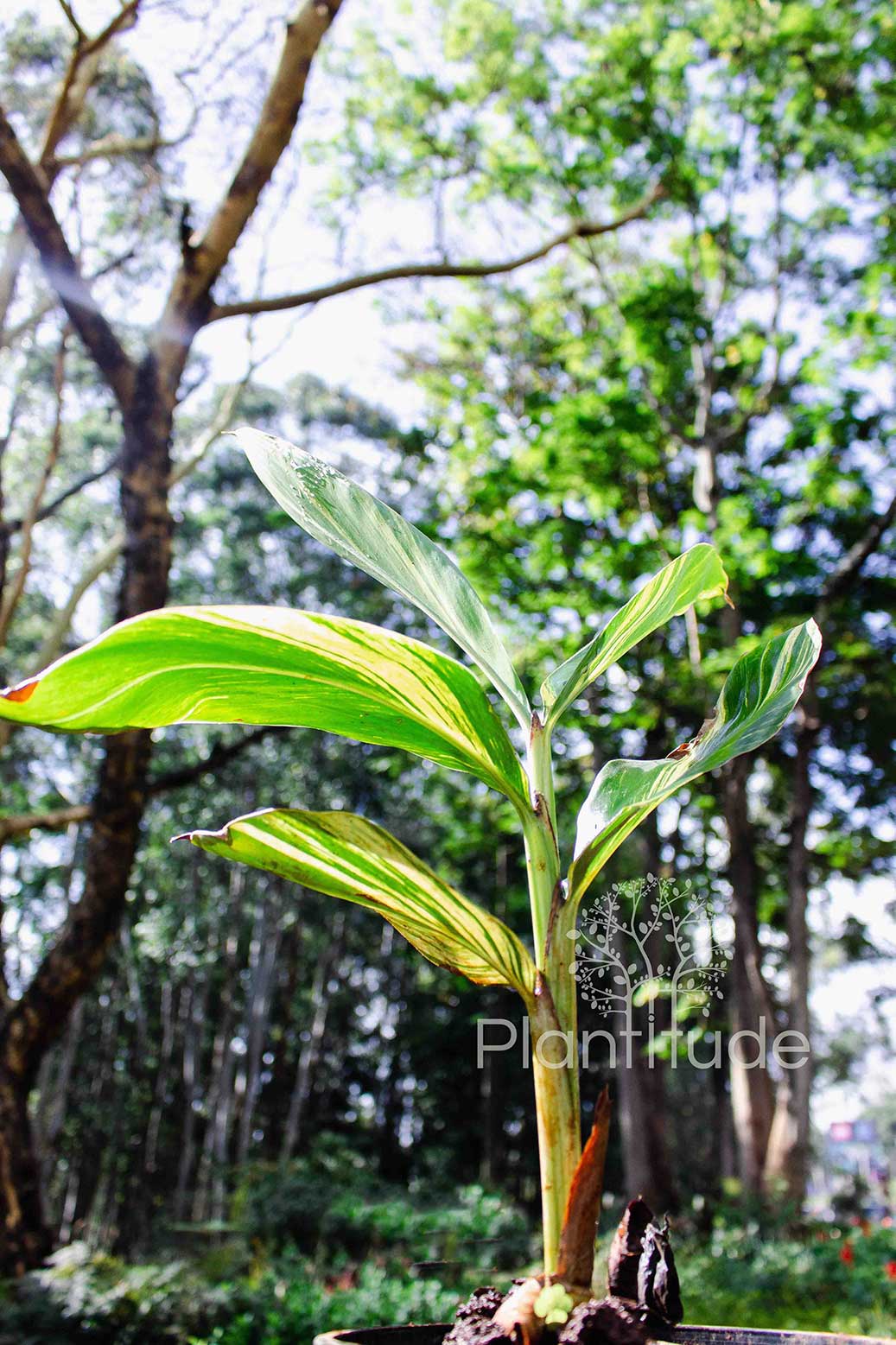 Alpinia zerumbet ★ SHELL GINGER