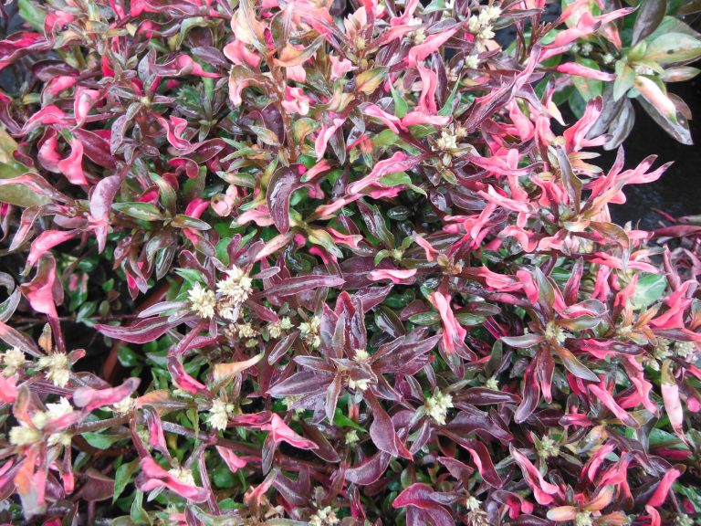 Alternanthera ficoidea ★ JACOB&