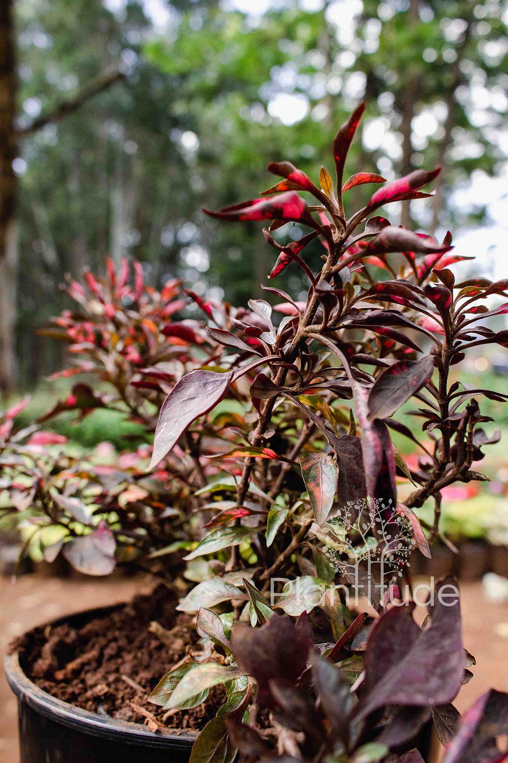 Alternanthera ficoidea ★ JACOB&