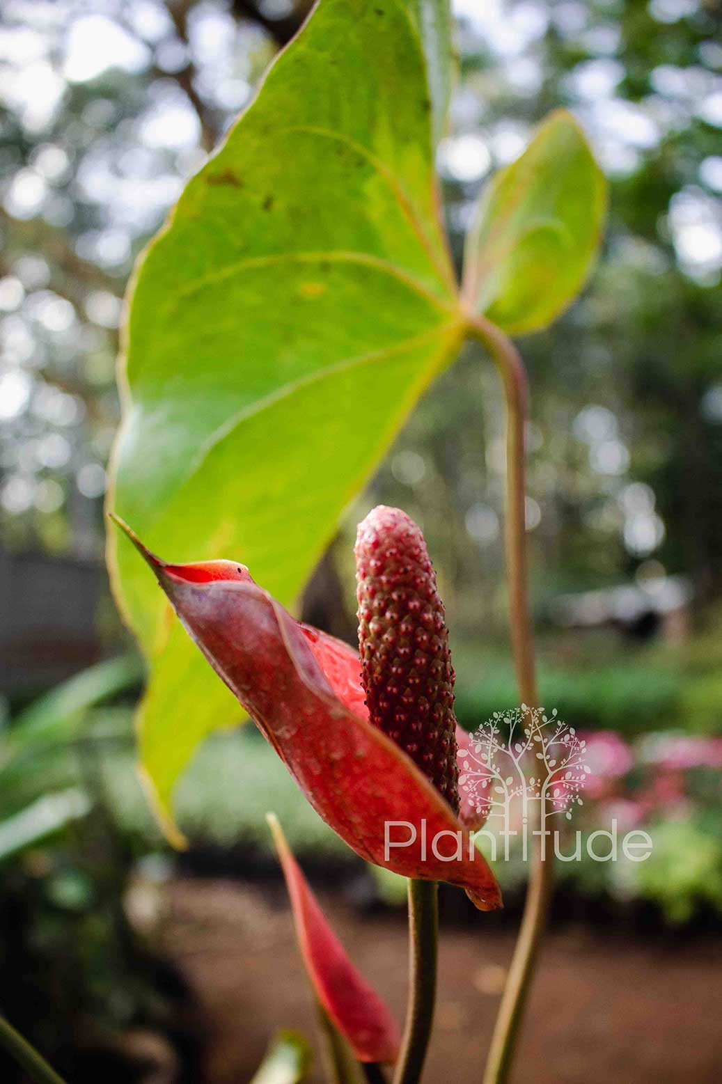 Anthurium andreanum ★ FLAMINGO FLOWER