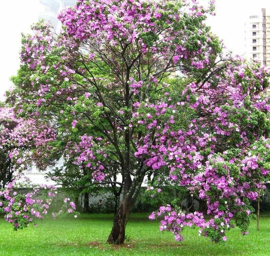 Bauhinia variegata ★ ORCHID TREE