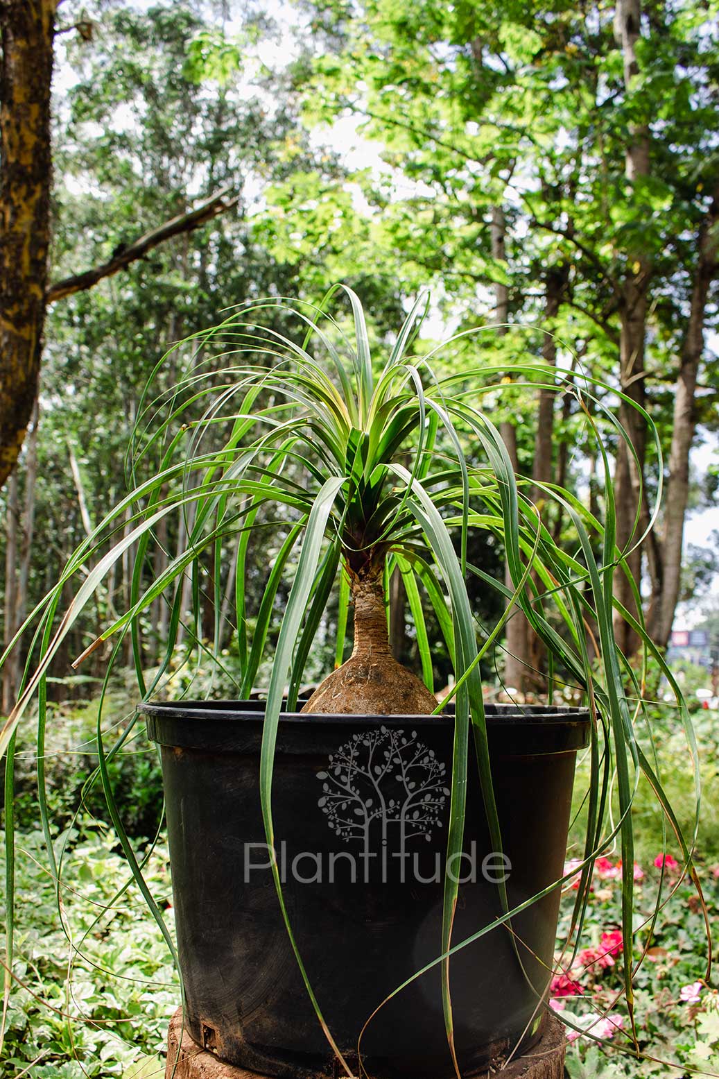 Beaucarnea recurvata  ★ PONYTAIL PALM