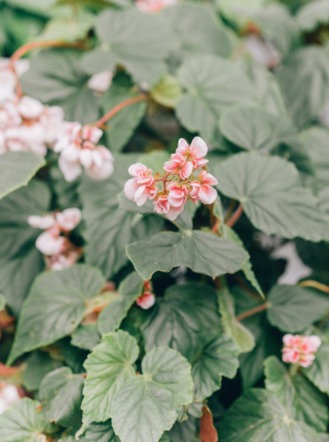 Begonia semperflorens ★ WAX BEGONIA