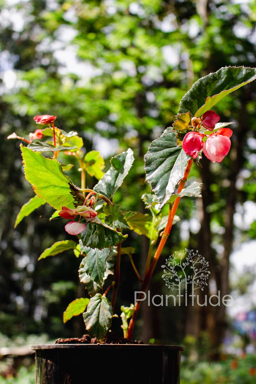 Begonia semperflorens ★ WAX BEGONIA