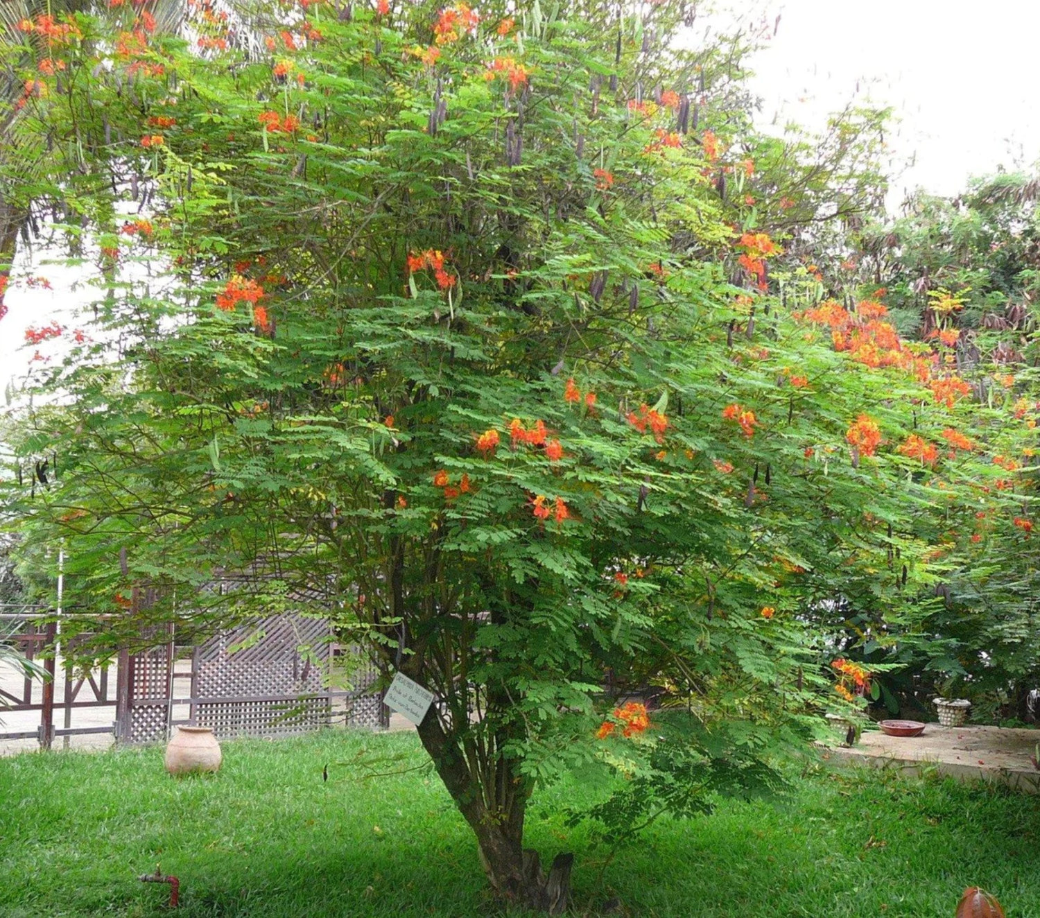 Caesalpinia pulcherrima ★ DWARF POINCIANA