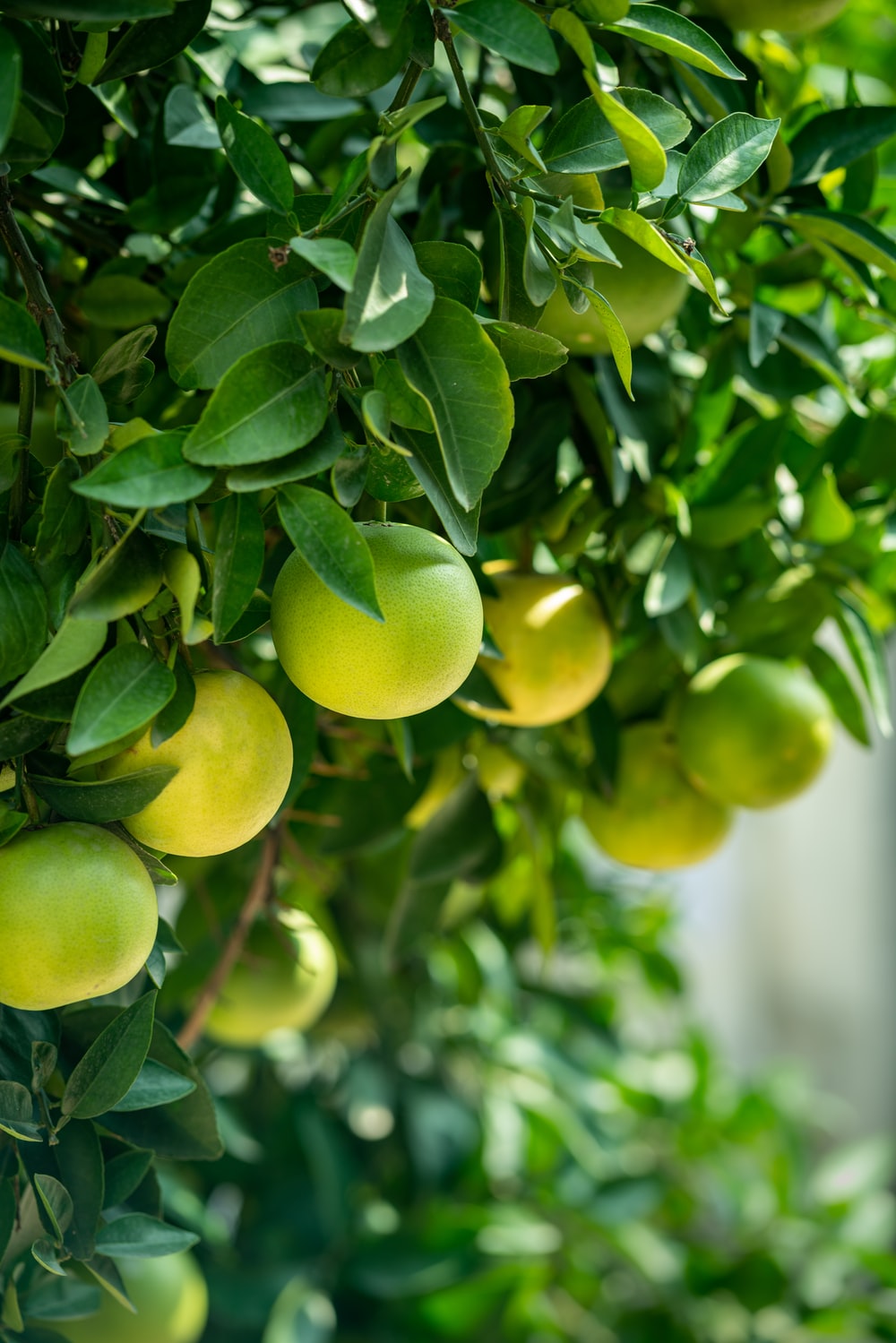 Citrus limon ★ LOCAL GRAFTED LEMON