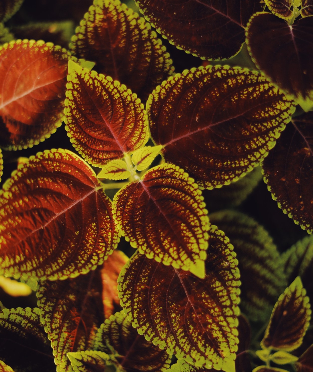 Coleus blumei ★ PAINTED NETTLE
