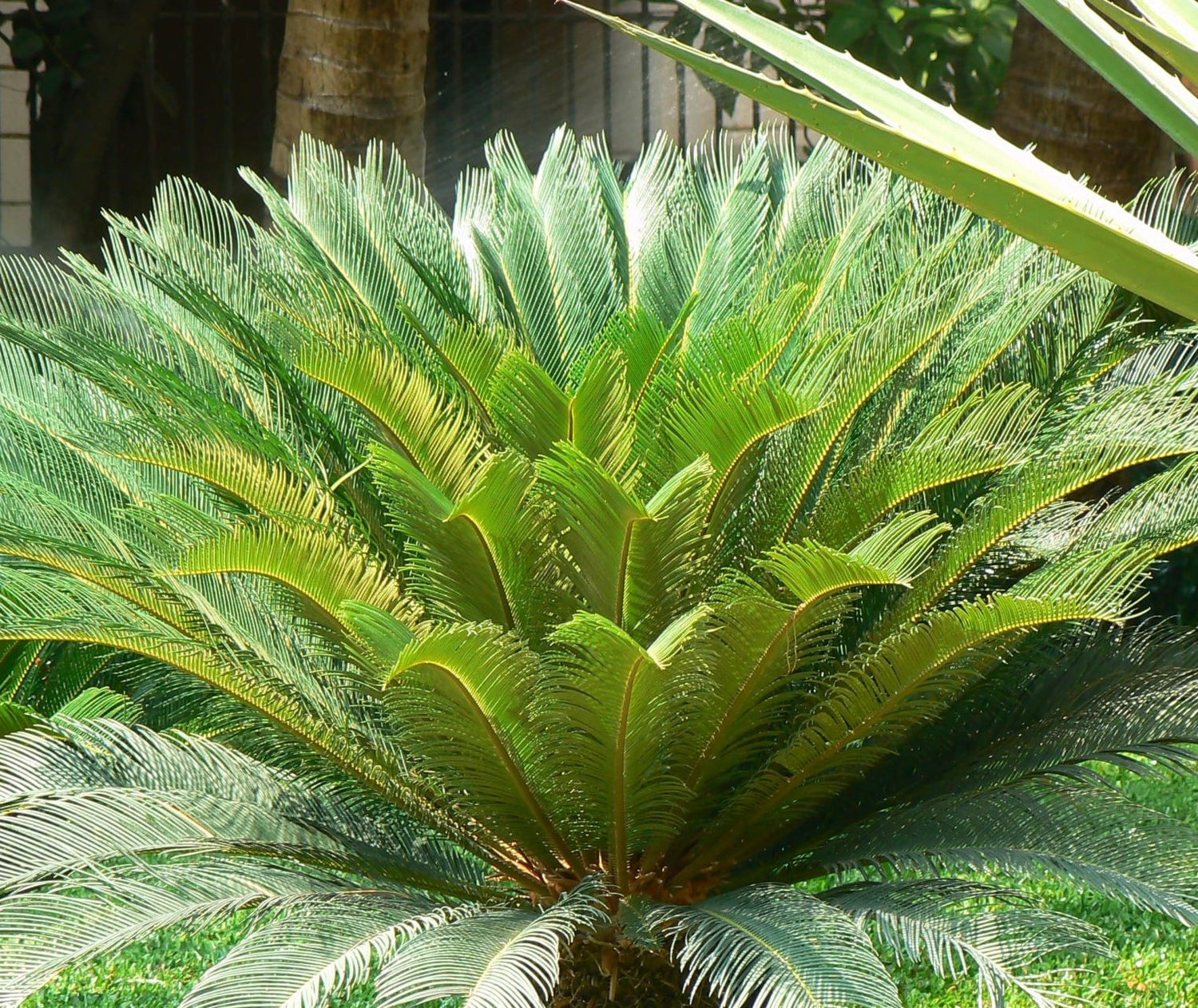 Cycas revoluta ★ SAGO PALM