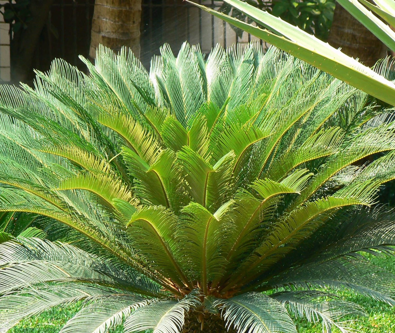 Cycas revoluta ★ SAGO PALM