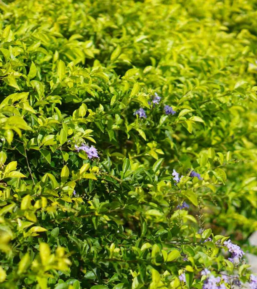 Duranta repens ★ GOLDEN DEWDROP