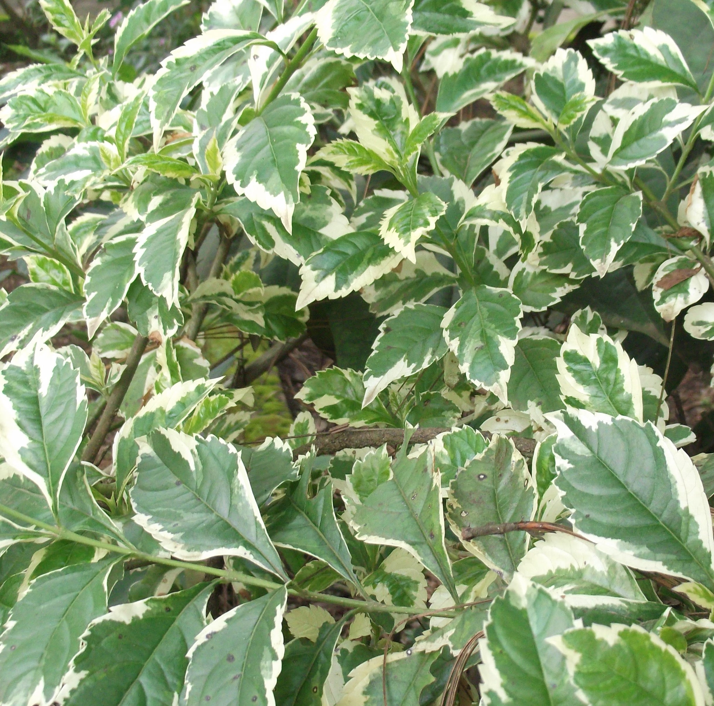 Duranta repens variegata ★ SKYFLOWER