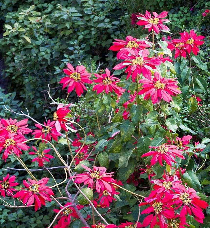 Euphorbia pulcherrima ★ POINSETTIA