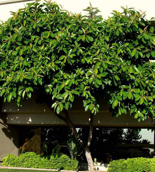 rubber tree green Ficus elastica ☆ RUBBER TREE – Plantitude Kenya