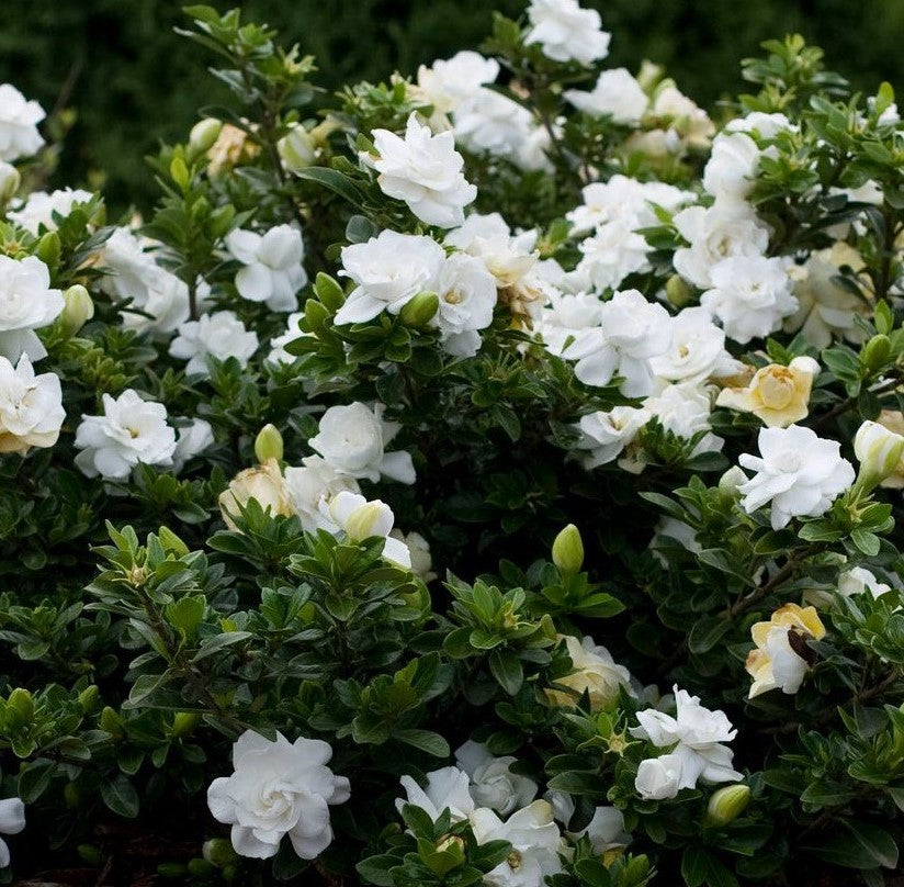 Gardenia jasminoides ★ GARDENIA
