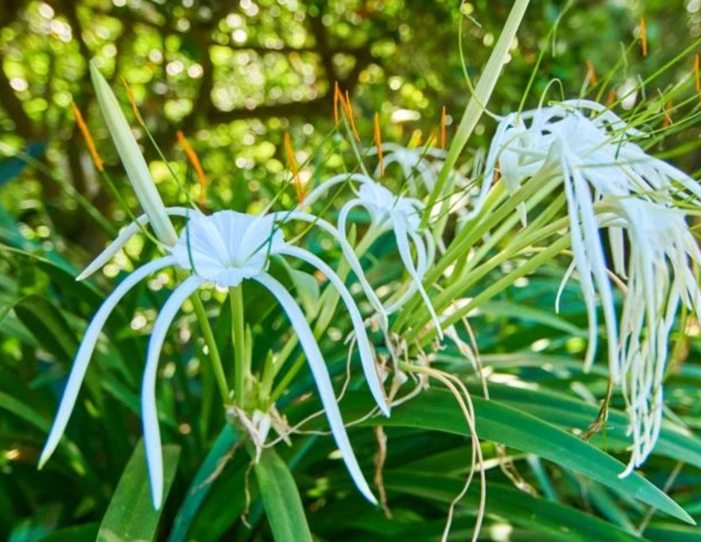 Hymenocallis caribaea ★ SPIDER LILY