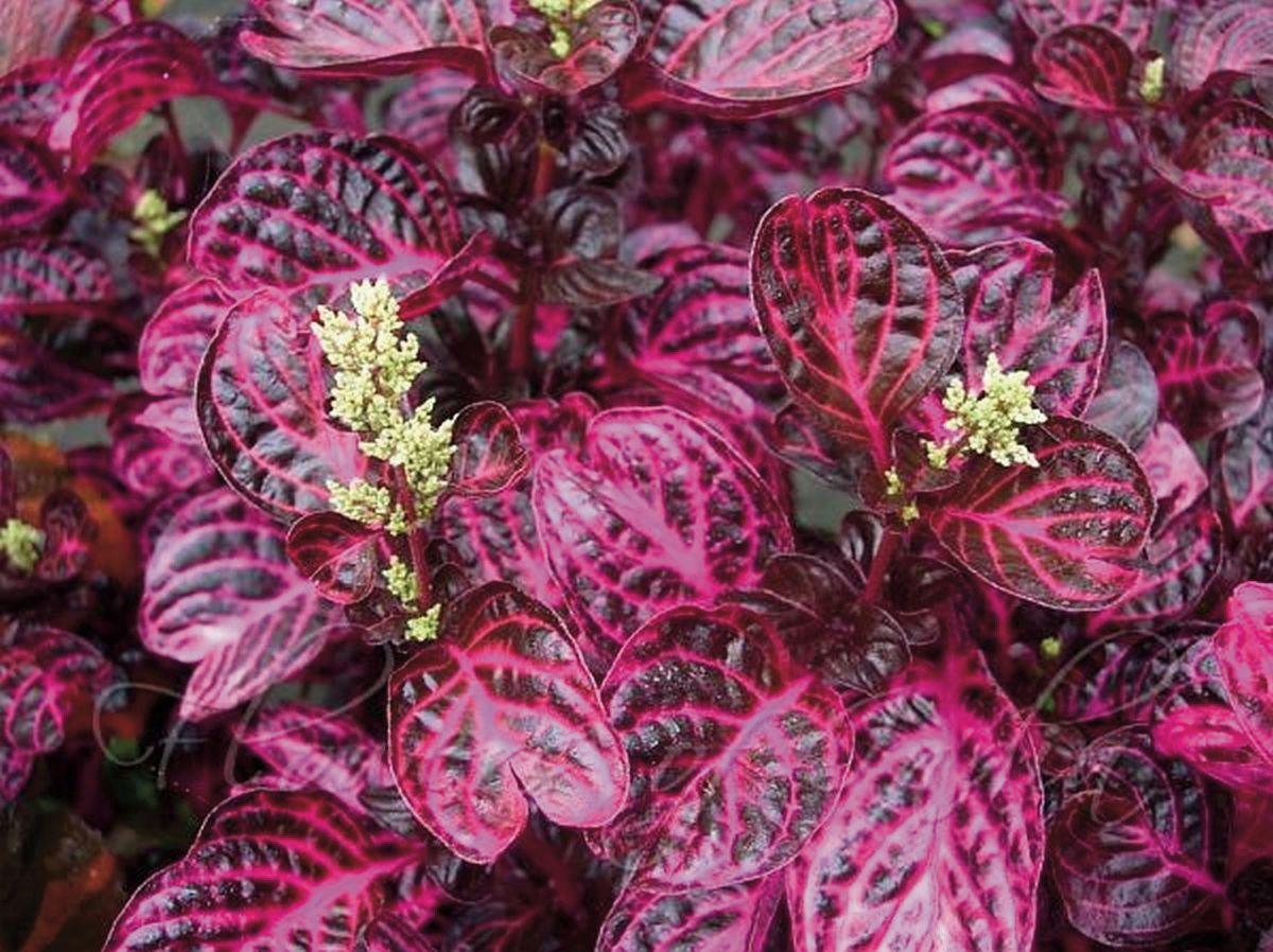 Iresine herbstii ★ BLOODLEAF