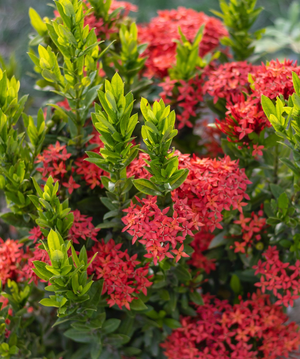 Ixora coccinea ★ JUNGLE FLAME