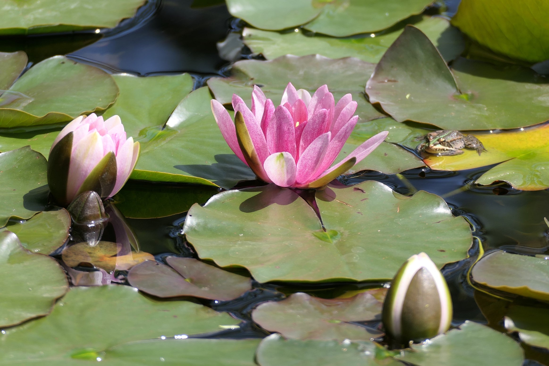 Nymphaea species ★ WATER LILY