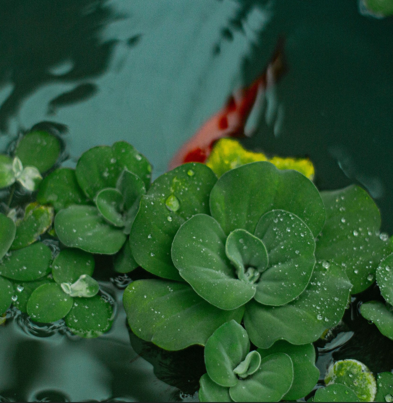 Pistia stratiotes ★ WATER LETTUCE Plantitude Kenya