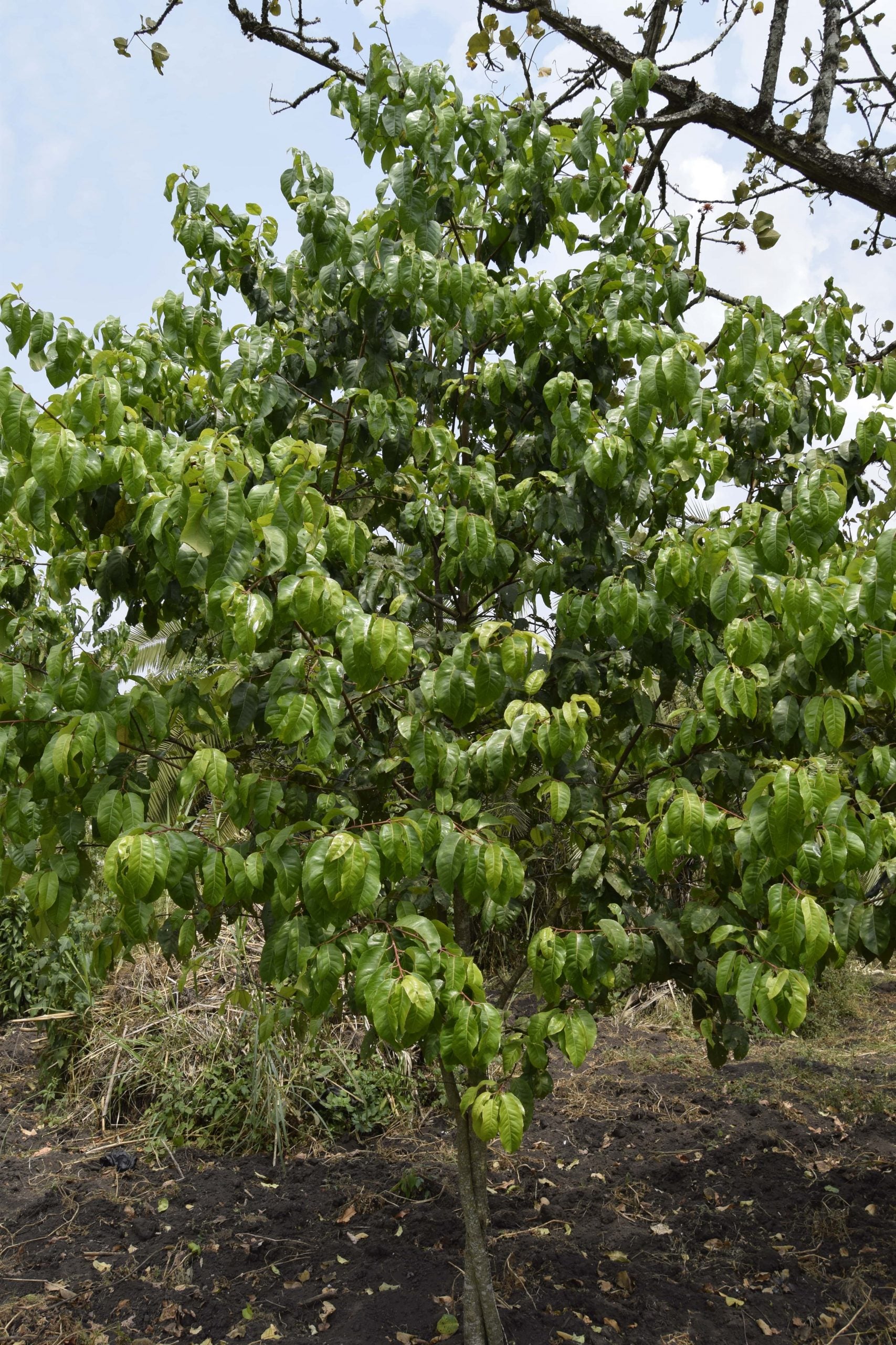 Prunus africana ★ AFRICAN CHERRY