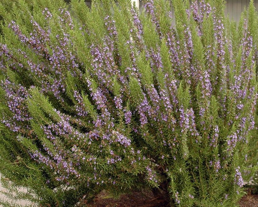 Rosmarinus officianale ★ ROSEMARY