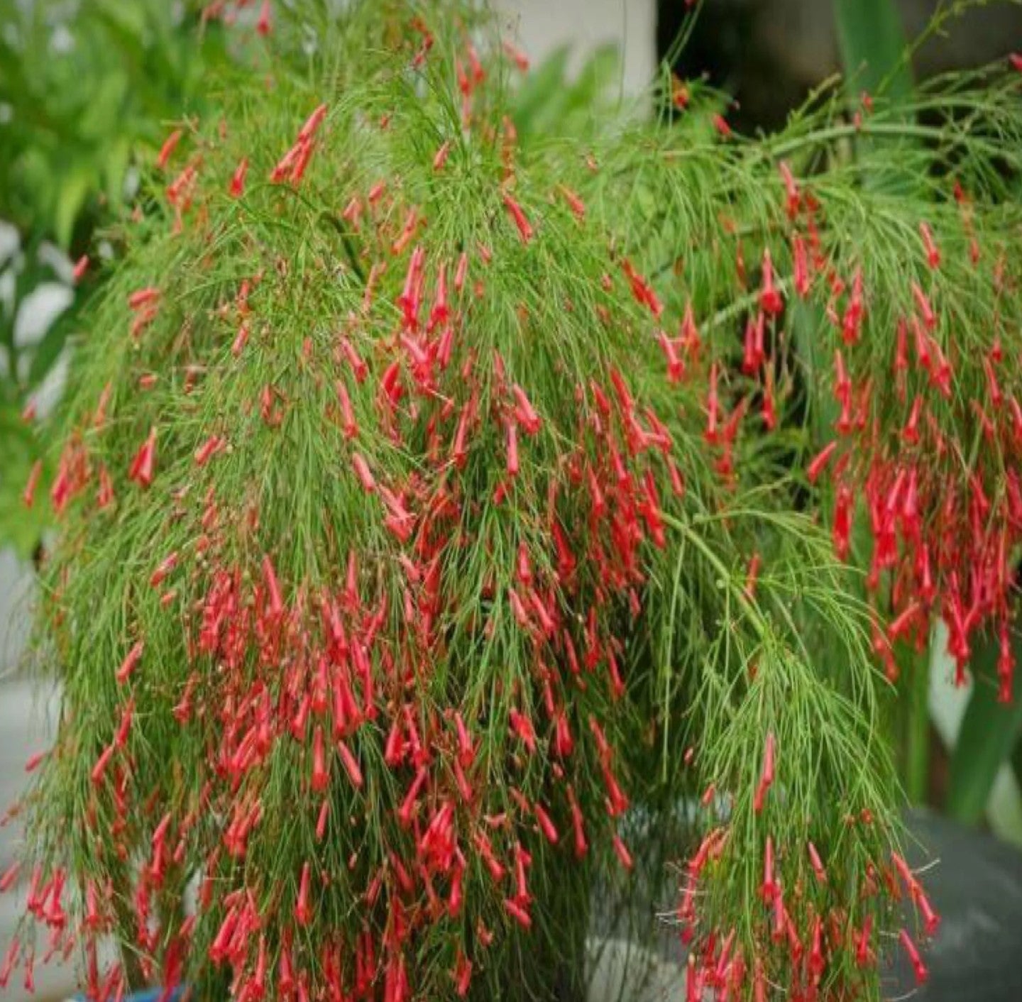 Russelia equisetiformis ★ FIREBUSH