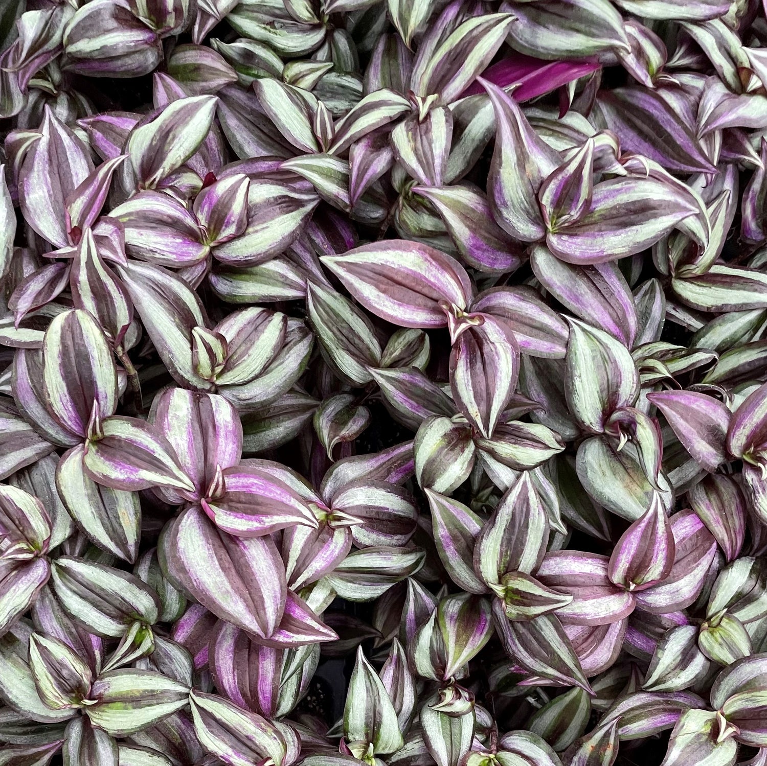 Tradescantia zebrina ★ WANDERING JEW