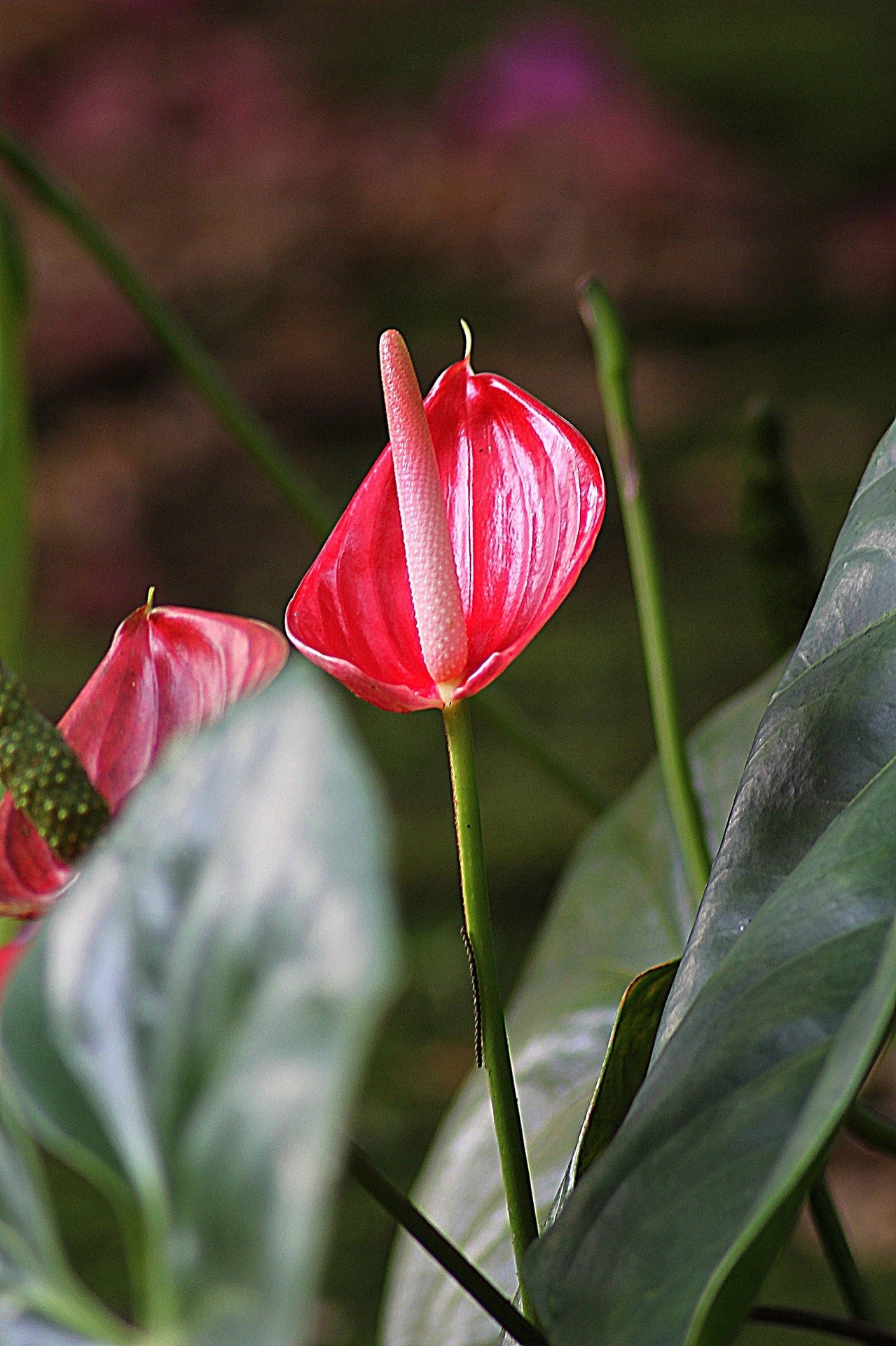 Anthurium andreanum ★ FLAMINGO FLOWER