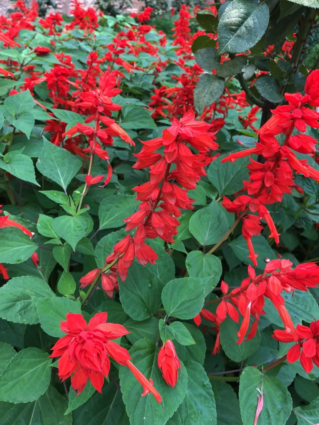 Salvia splendens ★ SCARLET SAGE