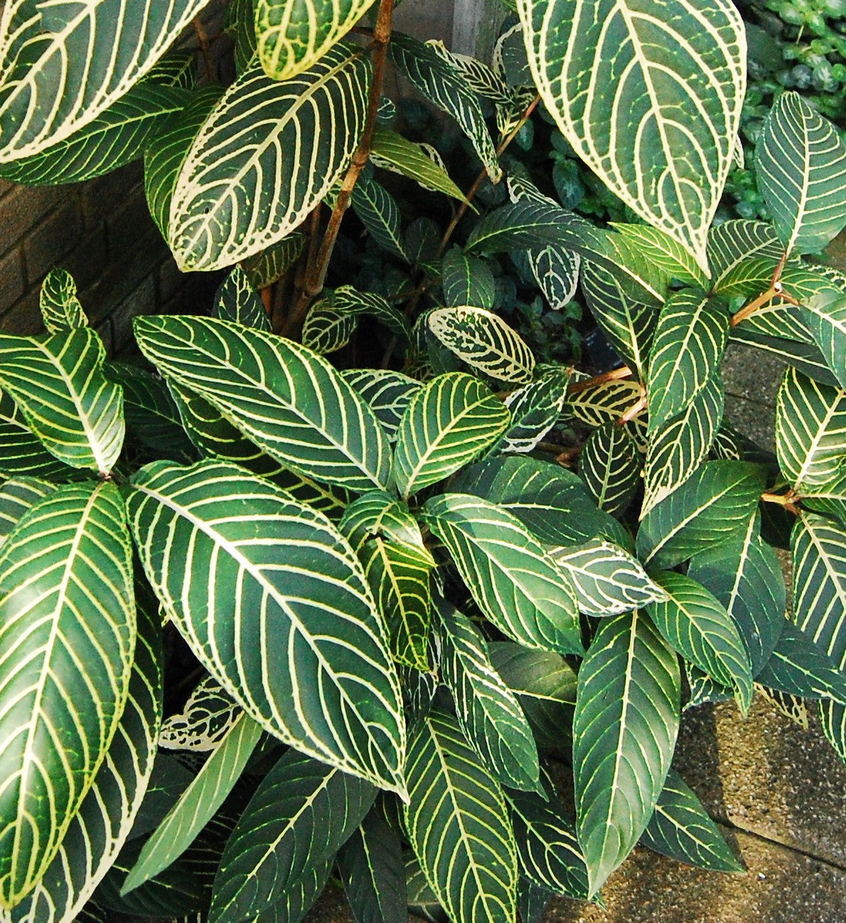 Sanchezia nobilis ★ ZEBRA PLANT