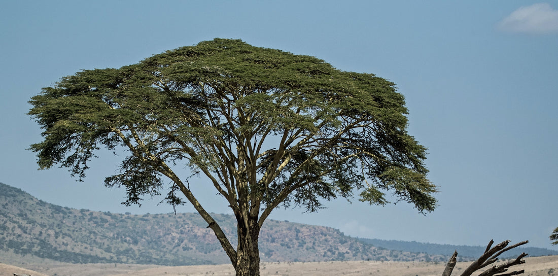 Indigenous Trees