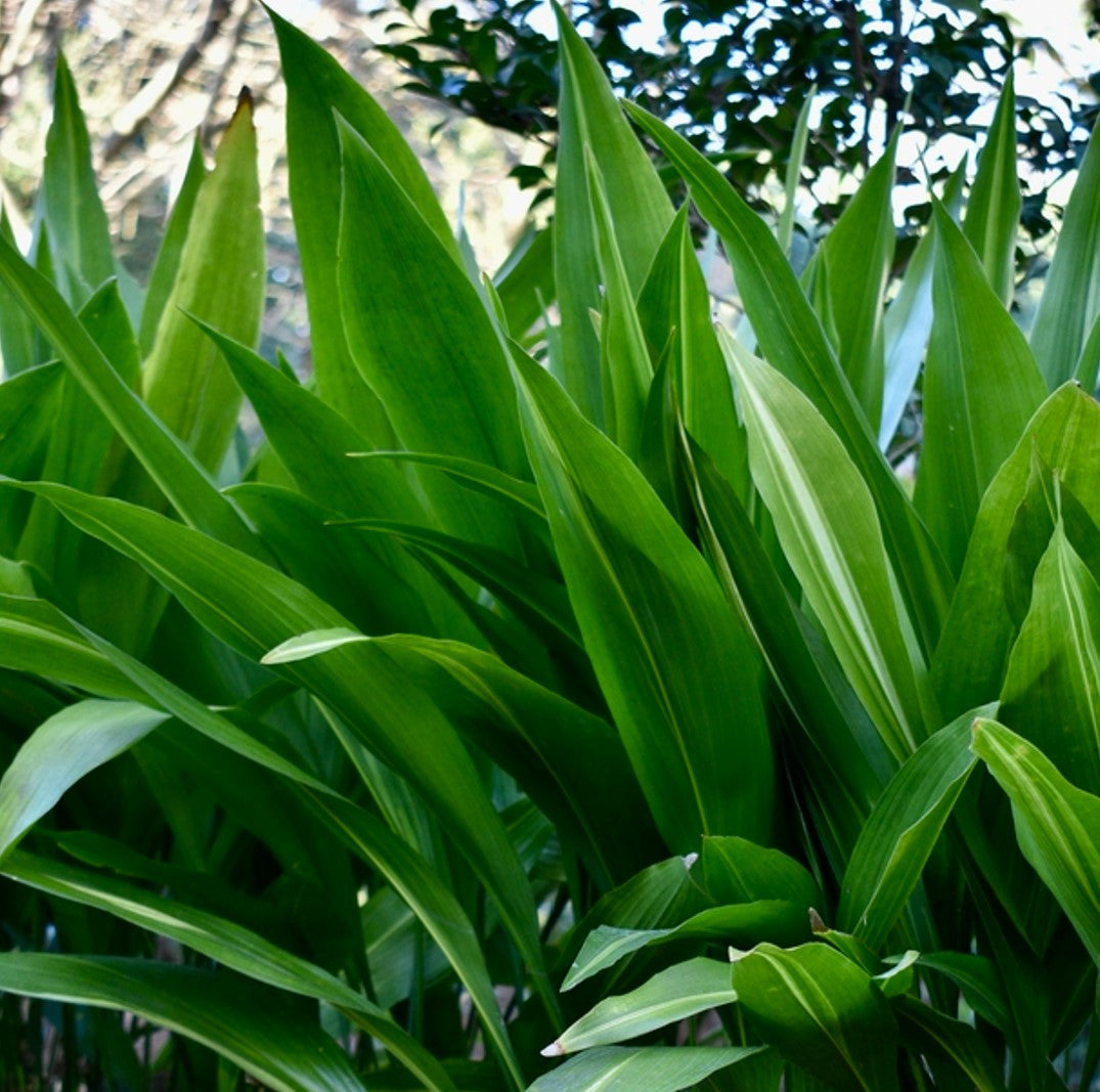 Foliage garden