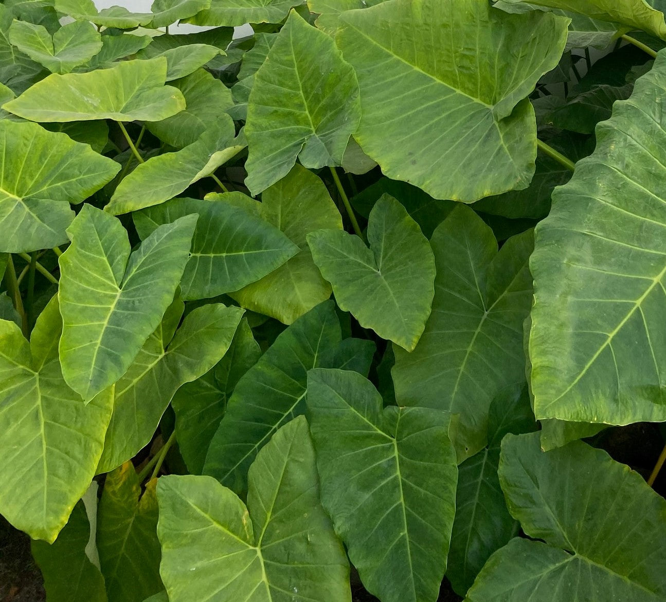Herbaceous perennials