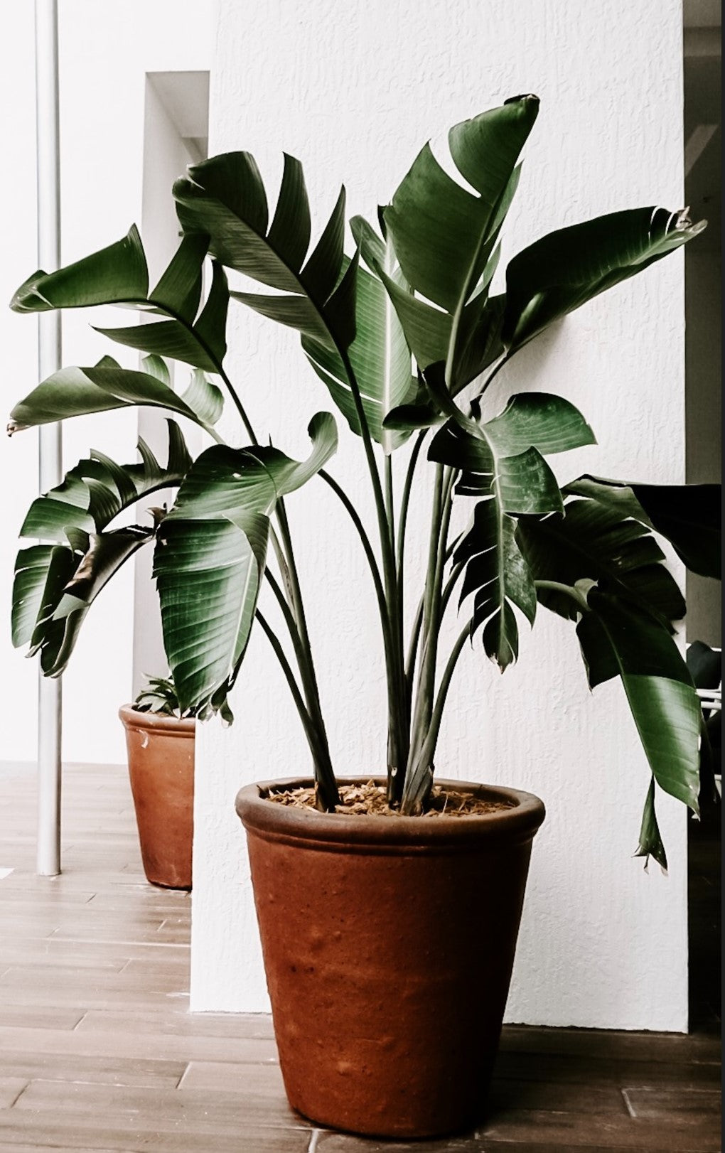 Indoor Gardens