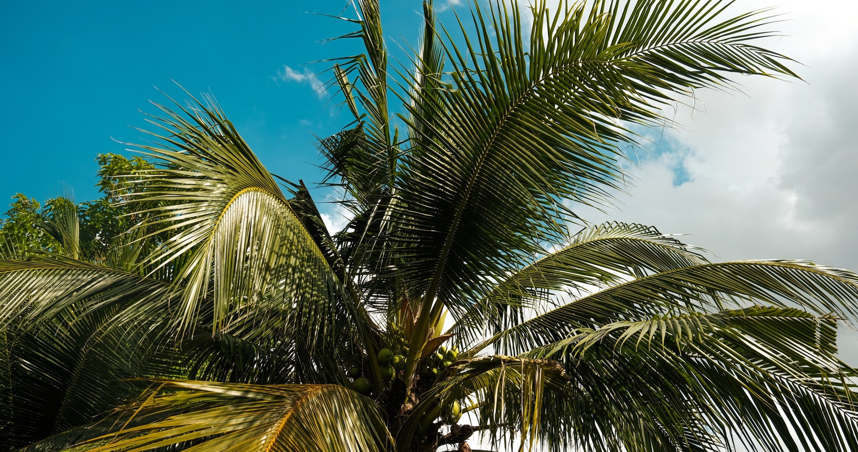 Palm Trees