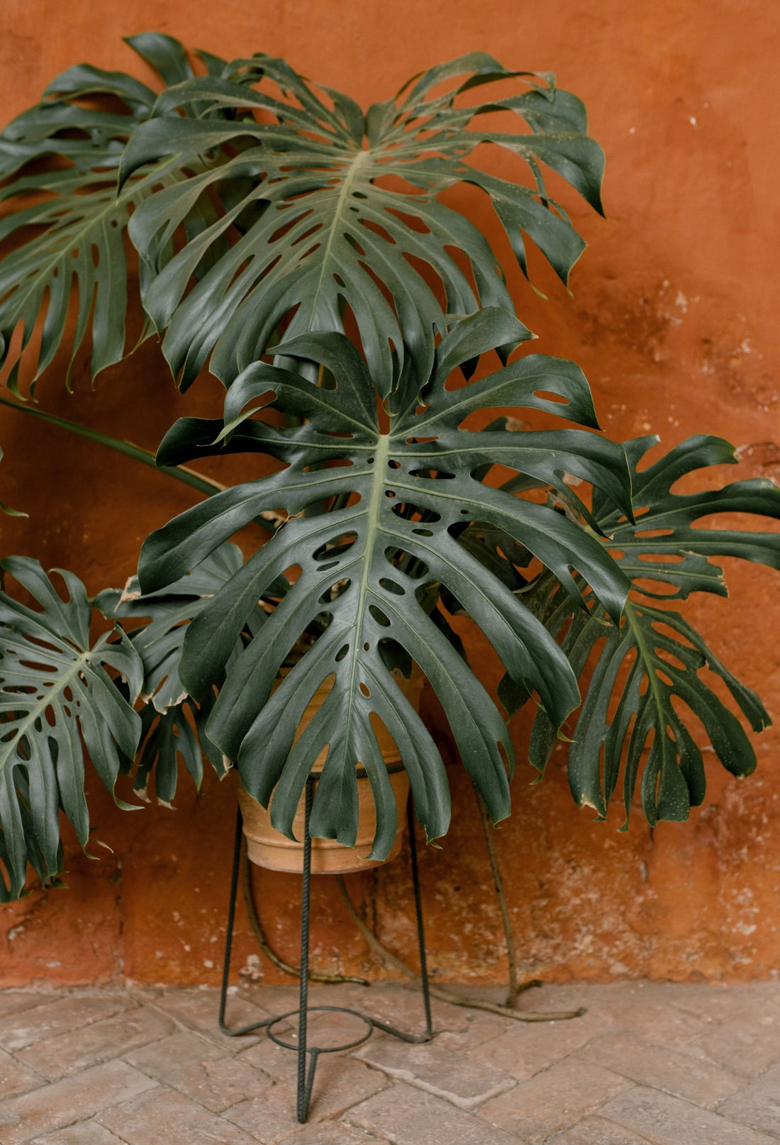 Potted Plants