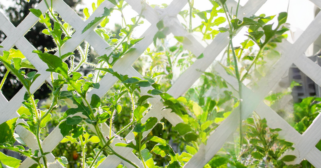 Trellises