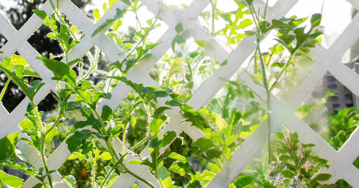 Trellises
