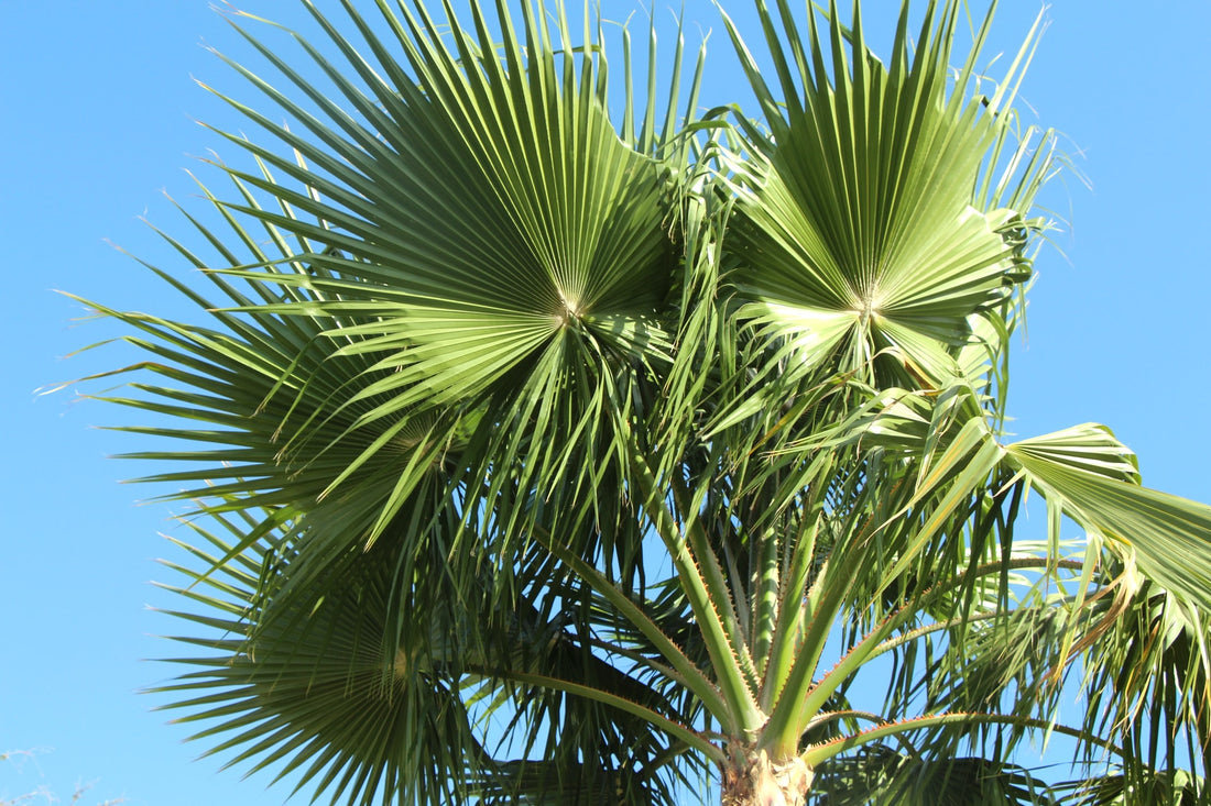 Tropical Garden