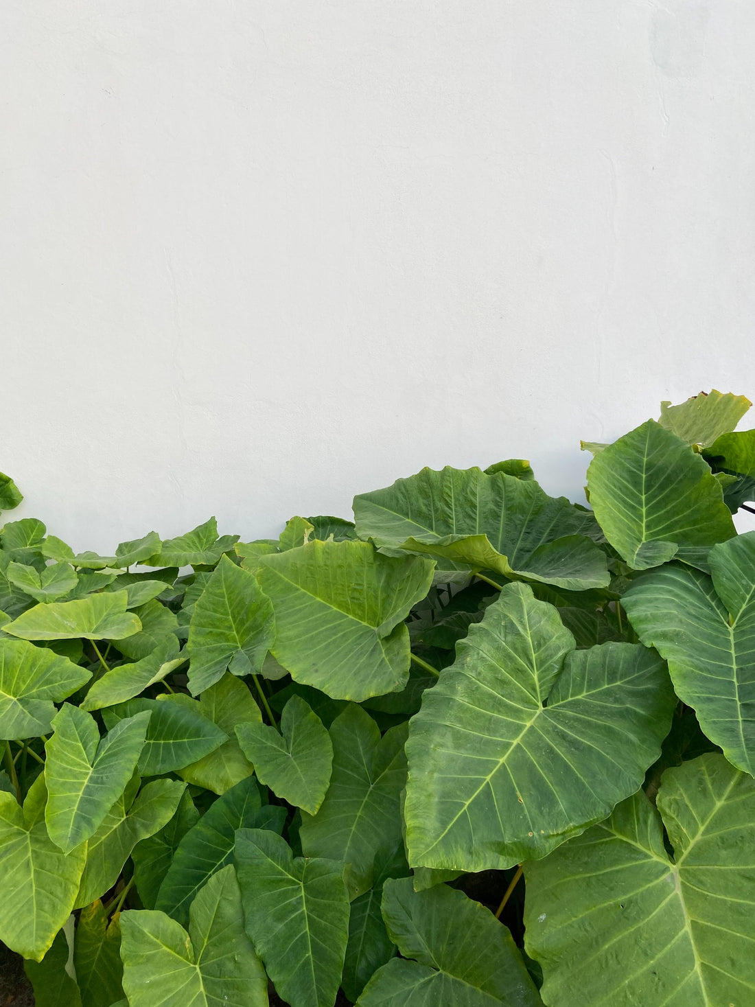 Container gardens