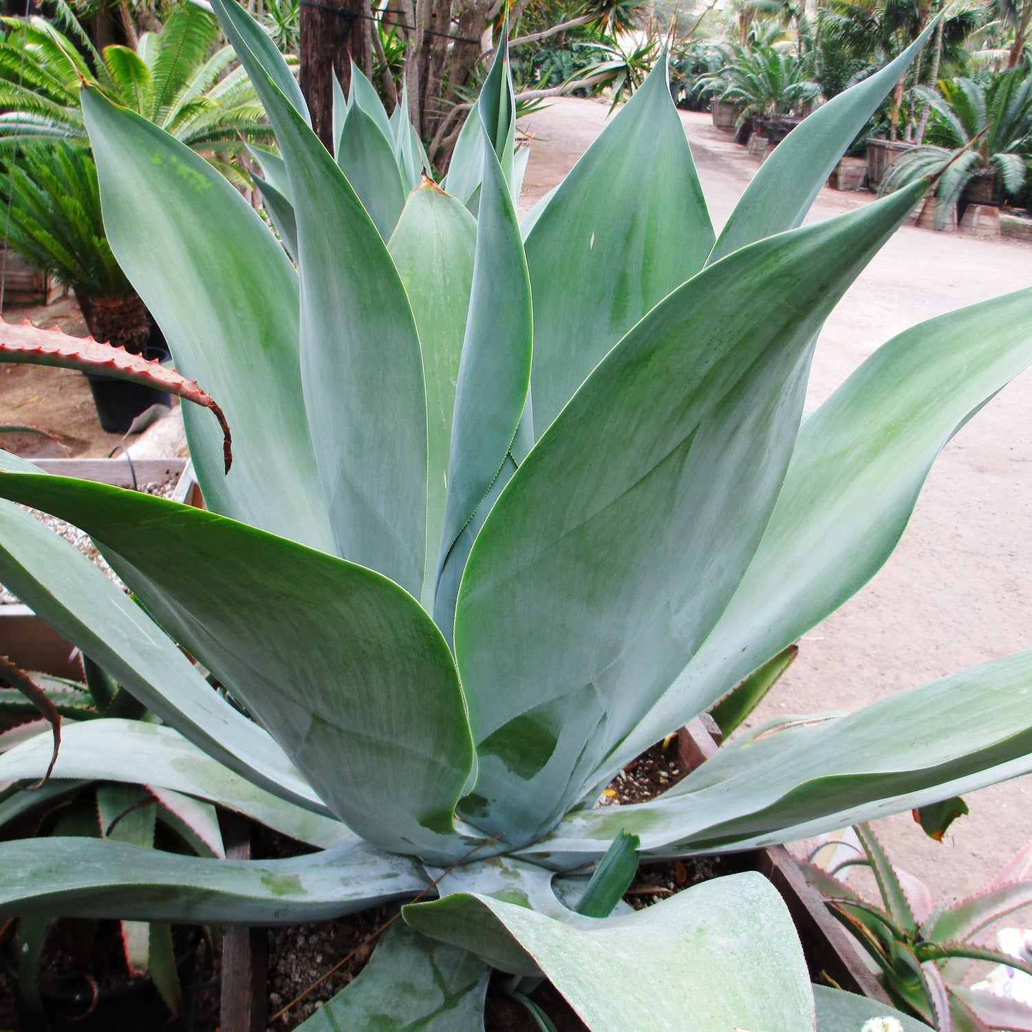 Architectural Plants