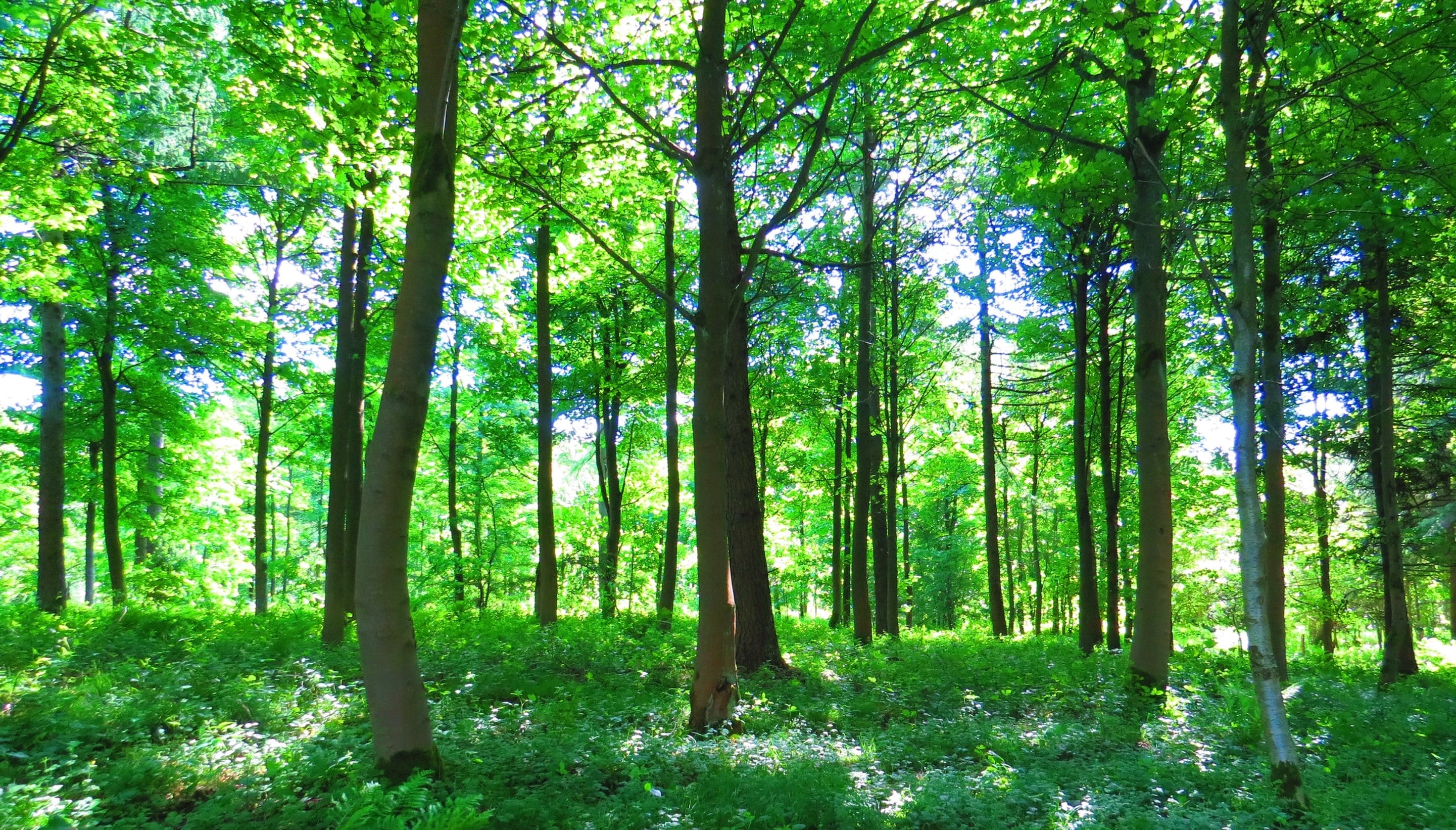 Shade Garden