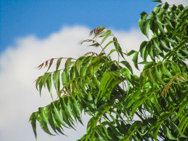 Medicinal Plants