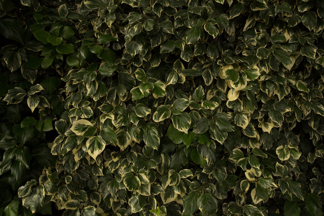 Hedging + Screening Plants